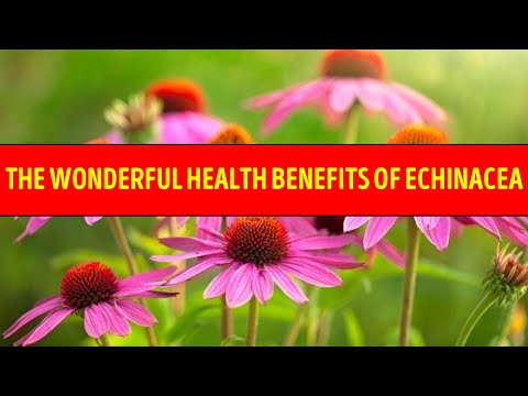 ✅Echinacea benefits ||  the wonderful health benefits of echinacea