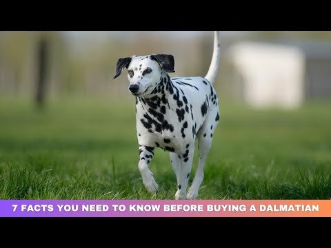 7 FACTS YOU NEED TO KNOW BEFORE BUYING A DALMATIAN