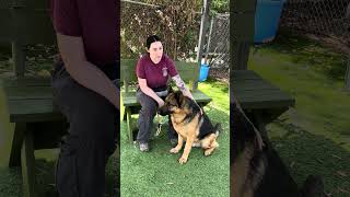 Video preview image #1 German Shepherd Dog Puppy For Sale in Pasadena, CA, USA