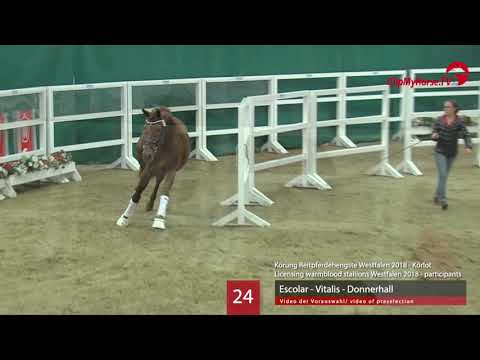 24 Hengst v. Escolar - Vitalis - Donnerhall
