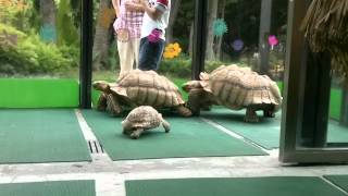 preview picture of video 'Tuen Mun Repetile Zoo 陸龜2012-05-26.mp4'