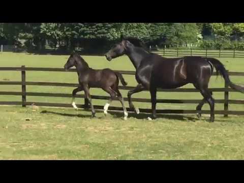 For sale: Vitalis x San Amour dressage filly foal age 1 month old