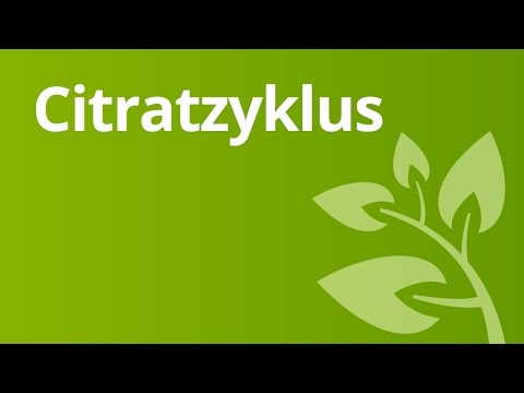 Der Citratzyklus Schritt für Schritt | Biologie | Zellbiologie
