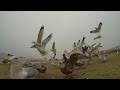 Seagulls From MewTube Video For Cats