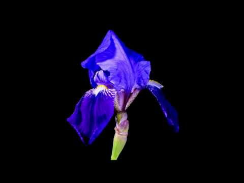 Mestet e të Dërguarit 55