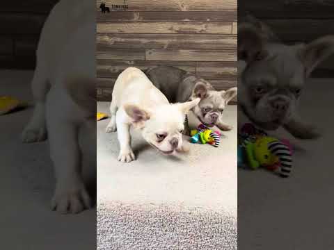 Video 1