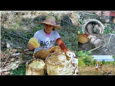"Kayos or Kurot" Taro Crops for Dinner | Life in the Province