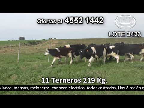 Lote 11 Terneros 8 HO,  2 HO c/  NO y 1 NO. 219kg -  en El Molle. Cufré - R52 km 137 a 15 km de NH