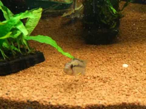 Wels (Sturisoma-Art) im Aquarium