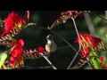"Harpin on the Sunlight"   from Back to the Garden by Dean Evenson & Tom Barabas