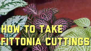 How to Take Fittonia Cuttings