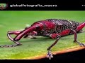 bug