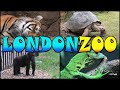LONDON ZOO Walking Tour - England (4k)