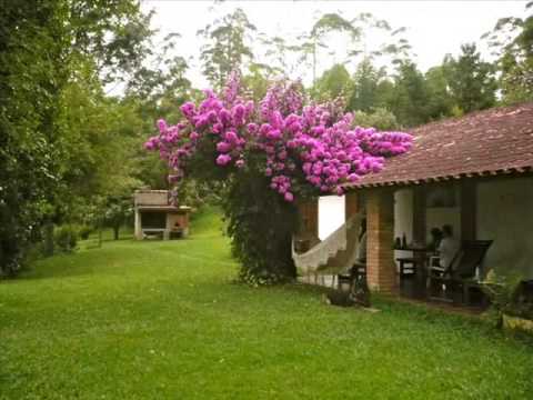 download lagu mp3 mp4 Pe De Cedro, download lagu Pe De Cedro gratis, unduh video klip Pe De Cedro