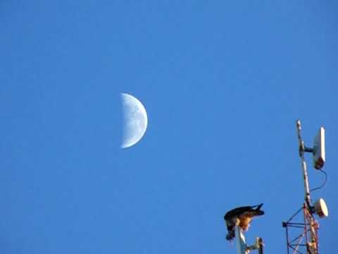 Halcón Peregrino (Peregrine Falcon). General Roca, Rio Negro, Argentina. Julio de 2021