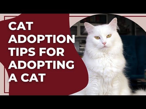 Cat Adoption Tips for Adopting a Cat