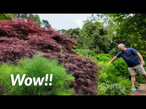 Incredible Garden at Dawn - Front Garden Tour