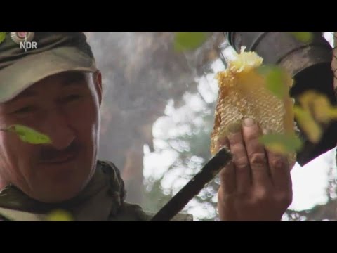 Zeidlerei im Ural/Baschkirien