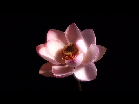 HAVASI — Lotus Flower