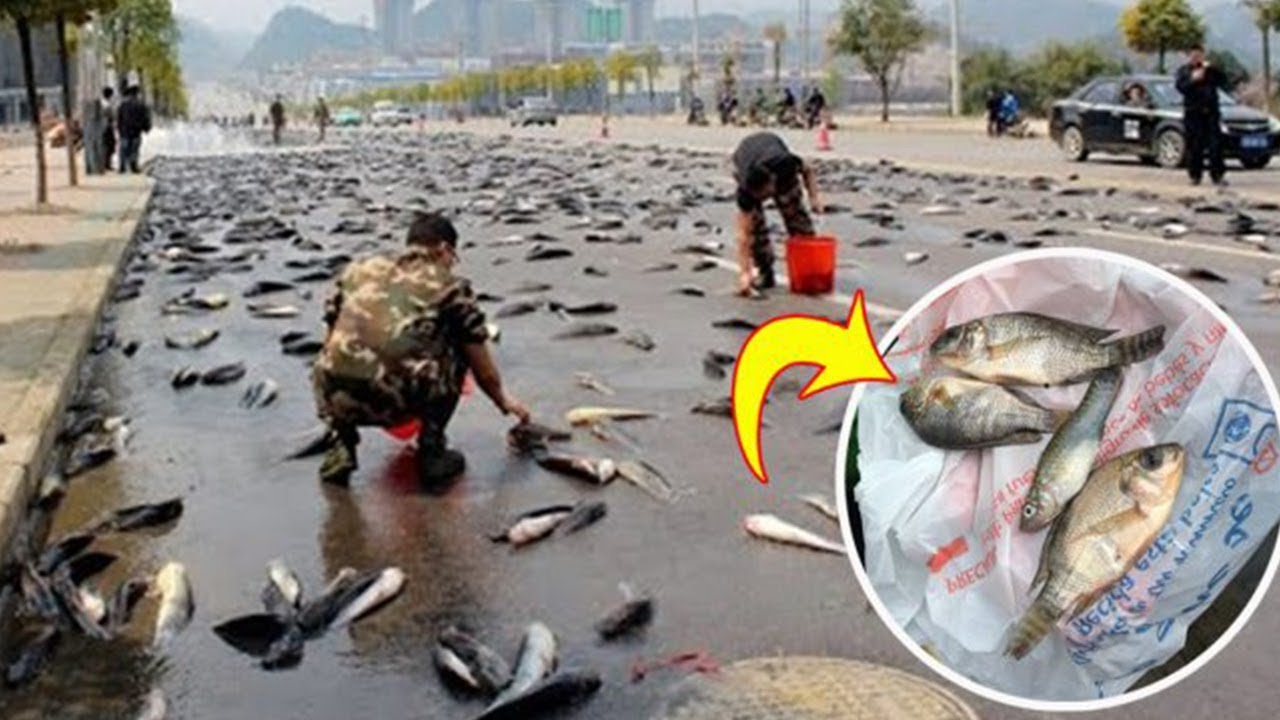 They Wake up The Next Day and The Sky Was Raining Fish