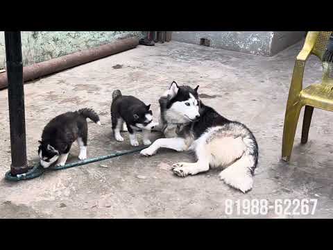 CAT || DOG || FRENCH || HUSKY || DEEPKENNALMALERKOTLA || HARDEEP #new || 2025