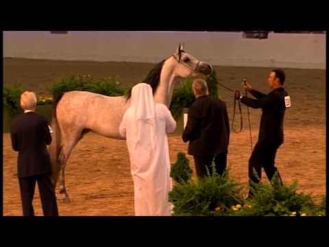 Raoumah - Jathab Arabians