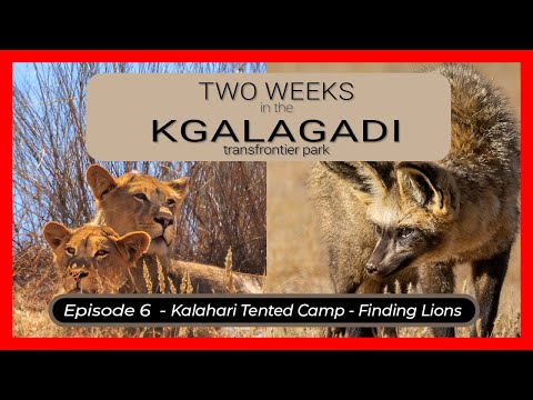 Two Weeks in the KGALAGADI - Episode 6 - Kalahari Tented Camp - Finding Lions