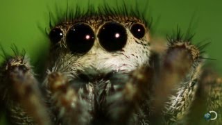 Spider Mesmerizes His Date | North America