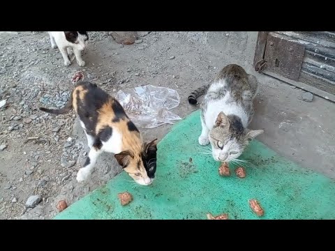 The four hungry cats is eating to chicken is so amazing fighting