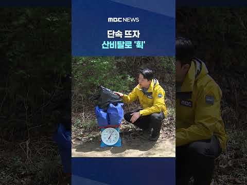 단속 뜨자 산비탈로 '휙'‥'30만 원어치 두릅'이 쓰레기로 #Shorts (MBC뉴스)