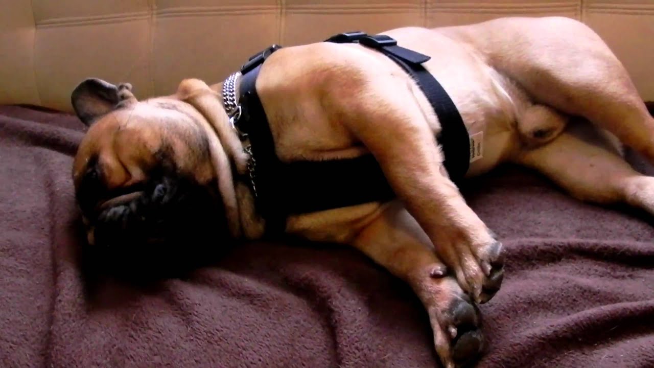 buldog francuski Vardo wygodne szelki