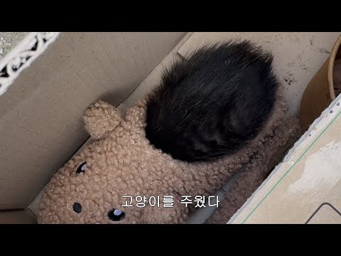 길고양이 구조일기｜첫 구조부터 완치까지