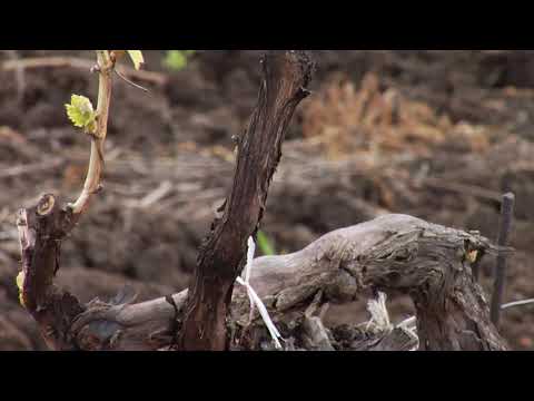 Reč struke ep. 216 06.11.2018. NAJAVA