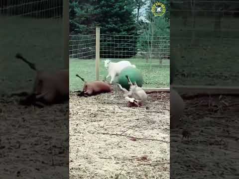 Goats fainting 🐐😂- Funny Goats