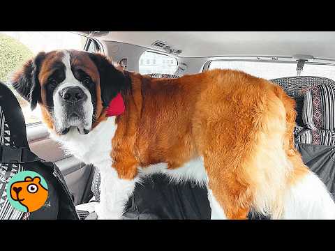 Huge St Bernard Doesn't Know He's Big. Well, We Do | Cuddle Buddies
