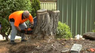 Oleo Mac 284 MPF chainsaw cutting a stump