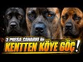 MOVING FROM THE CITY TO THE VILLAGE WITH THREE PRESA CANARIO
