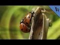 Weirdest Animal Sex