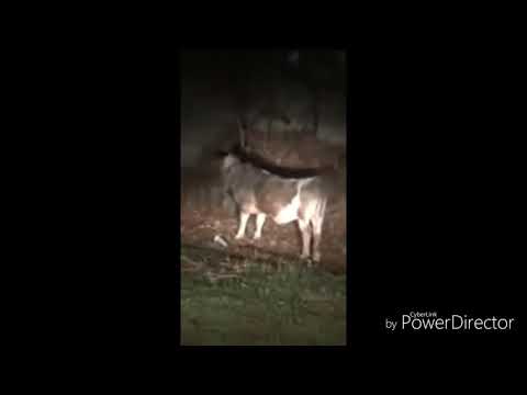 BEAT DO MINI BOI - REMIX ( Sr. Nescau ) EDITADO