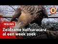 Wie heeft de zeldzame Pino gezien? | Omroep Brabant