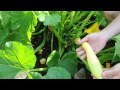Video for Specialty Summer Squash Set