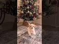 Christmas This Year Will Be Great WEEKLY SHORT 184 Shorts Christmas Xmas ⁠