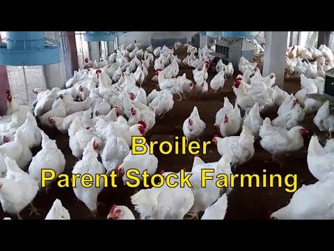, title : 'Broiler Parent Stock Breeder Farm | Broiler Parent Stock Hatchery | Breeder Farm | Part-1'