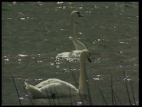 Foster & Allen - Let The Rest Of The World Go By