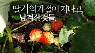 딸기의 계절이 지나고, 남겨진 것들.(집에서 딸기 키우기) strawberry 265화 #해맑은TV