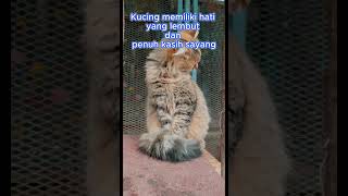 Download lagu Kucing memiliki hati yang lembut dan penuh kasih sayang #shorts mp3