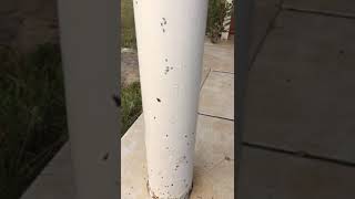 Aplica sc40 / Ants