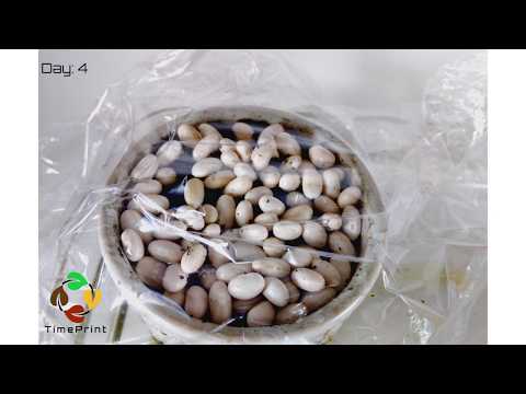 Beans VS Plastic Time Lapse