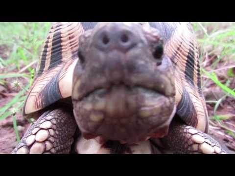 Burmese Star Tortoise Makes Meteoric Comeback | WCS Myanmar