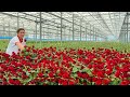 30,000 Square Meters Of Real Flowers All Year Round! Flower Production Plant